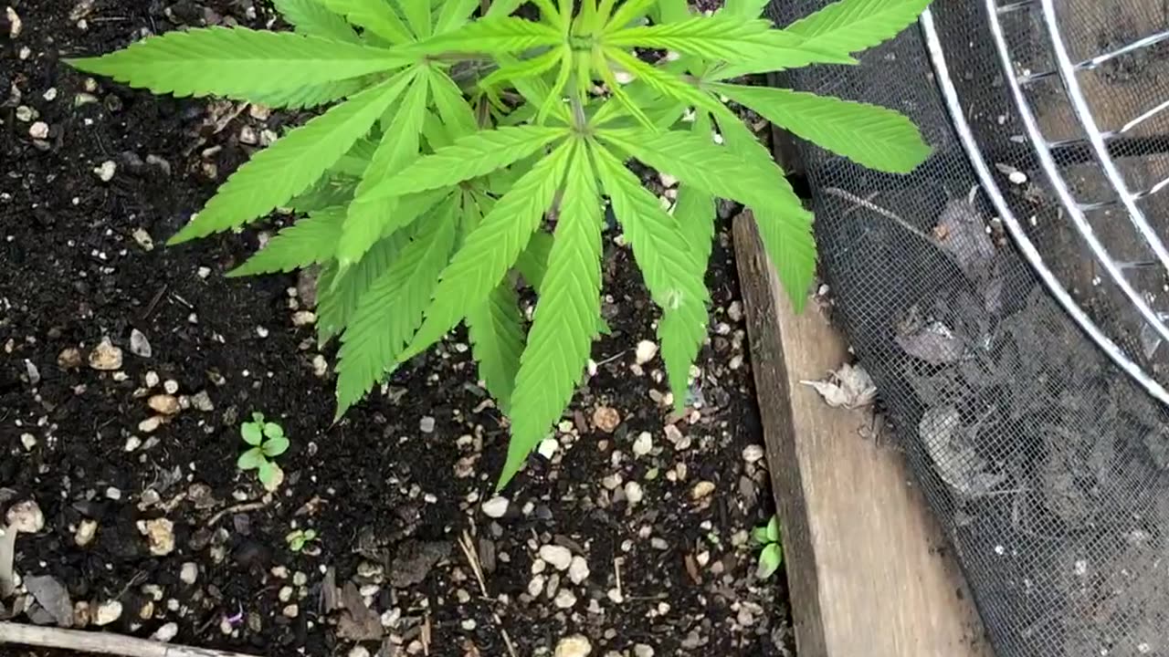 Cannabis Garden Update: May 2024