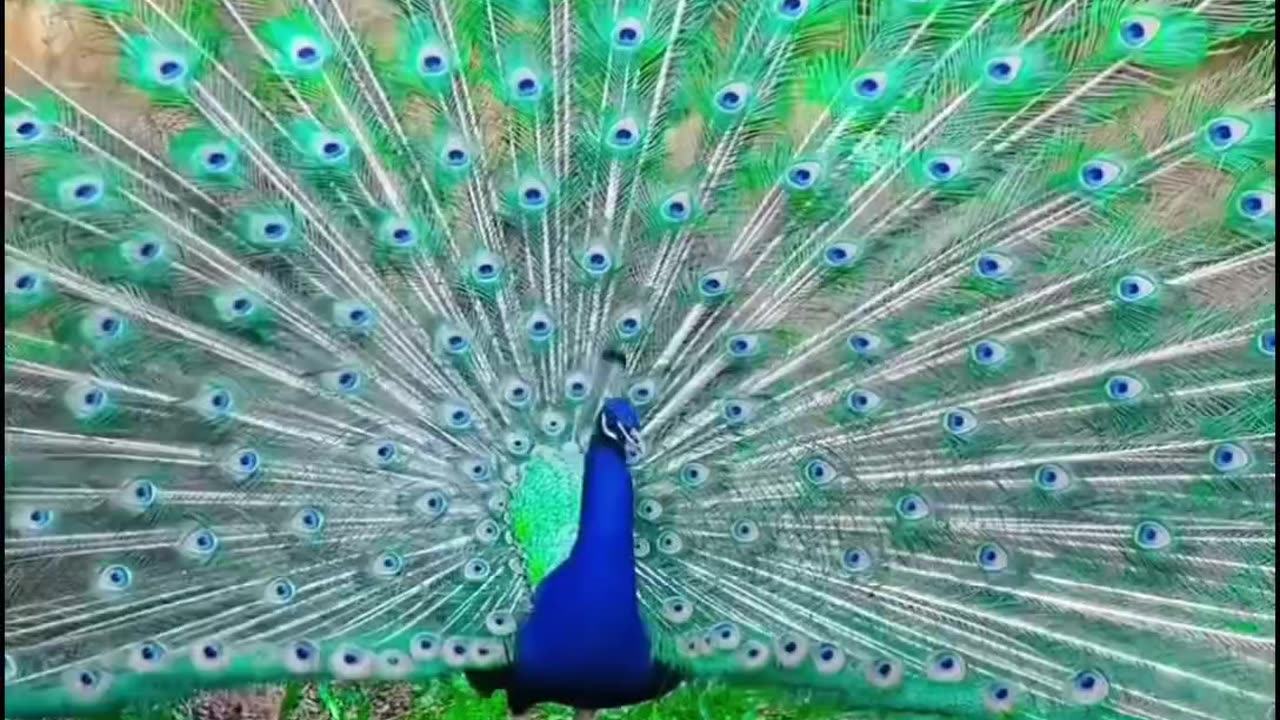 Beautiful Peacock