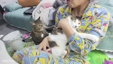 Laugh-Out-Loud Cat Adventures - Funny Cat Moments 2024