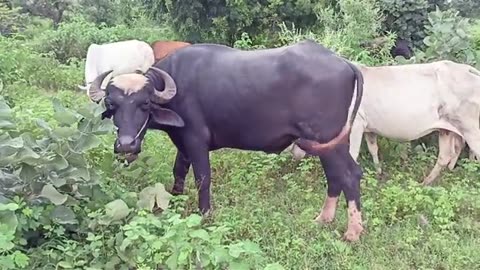 Buffalo Videos with Buffalo Sounds | Amazing Buffaloes | Buffalo and Cow Videos