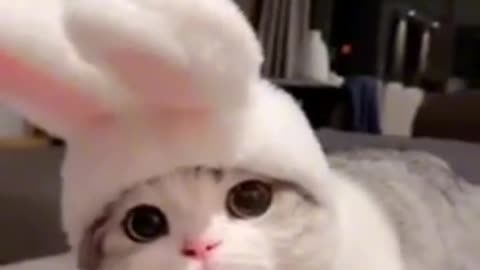 Funny Cat videos