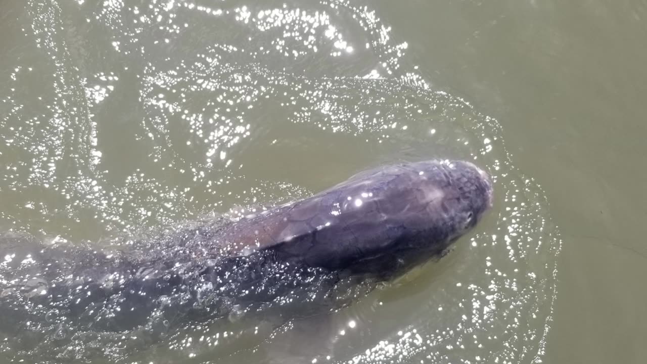 Monster Sturgeon Caught While Striper Fishing