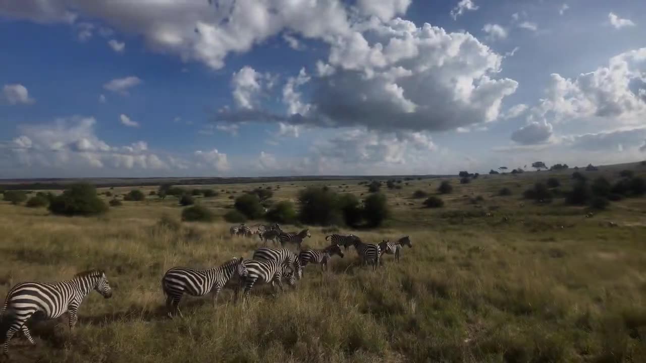 Nairobi national park