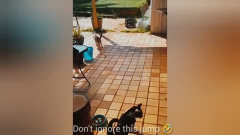 BEST FUNNIEST CATS AND DOGS VIDEOS 2024 😂 | FUNNY ANIMAL VIDEOS