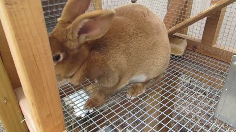 Rex Rabbits - Ginger's First Litter