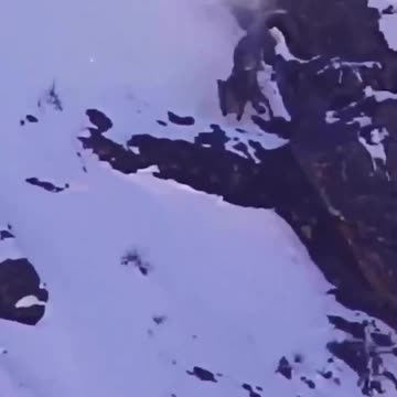 Snow leopard on a high speed chase catches its prey