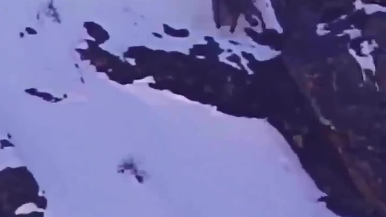 Snow leopard on a high speed chase catches its prey