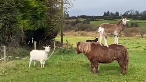 Goat had a few too many pints?