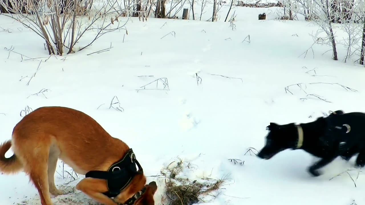 Dogs digging in snow