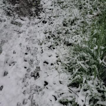 Strange Tracks in the Snow, Let's Follow Them!
