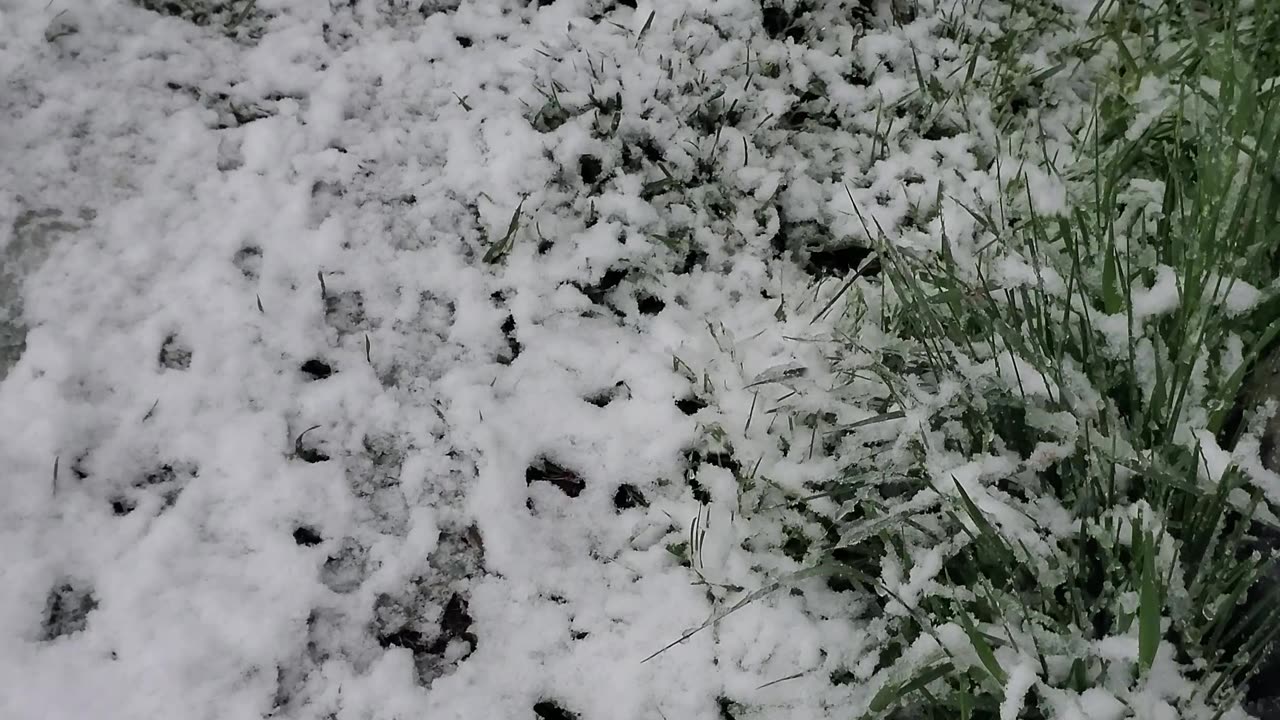 Strange Tracks in the Snow, Let's Follow Them!