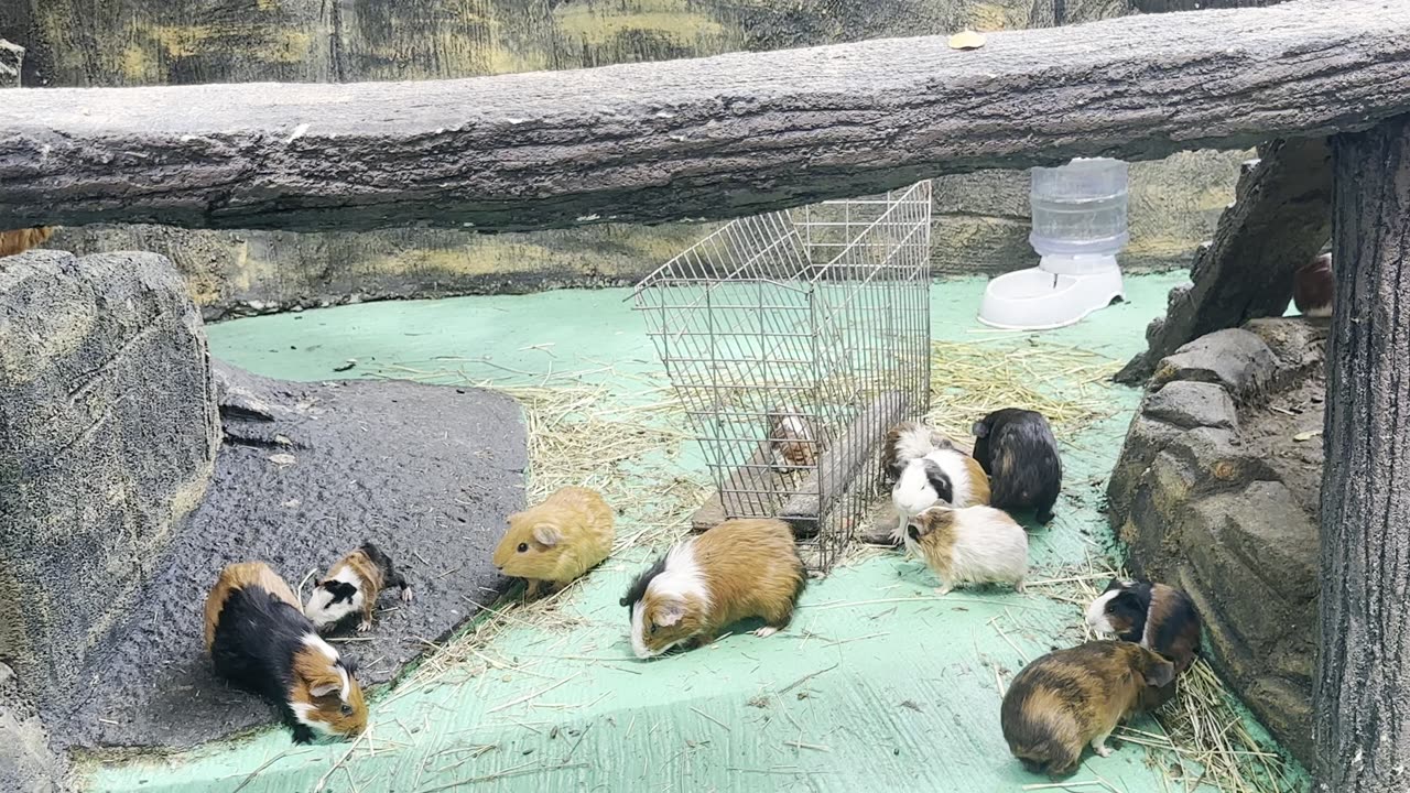 In Peru They Are FOOD, But Here the Guinea Pig is a PRIZE