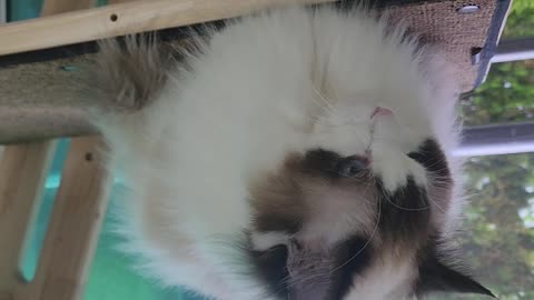a cat hanging from the ceiling