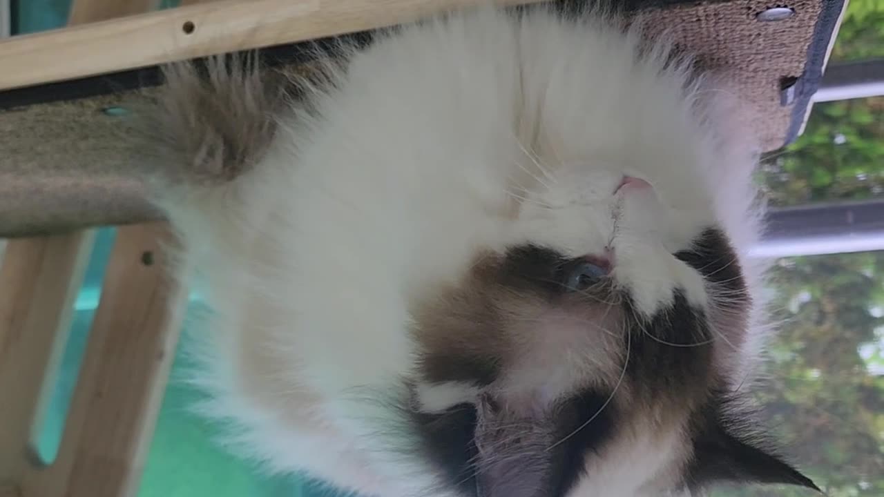 a cat hanging from the ceiling