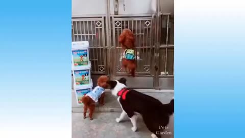 Cute Cat 😺 & Dog 🐶 funny videos 2024 || funny animal video|| #viral #reels #funnyvideo