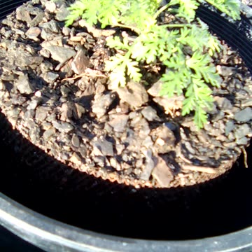 Artemisia annua, the 3 biggest on June day