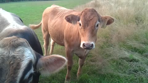 Nice German cows stand in a meadow and look in amazement VIDEO