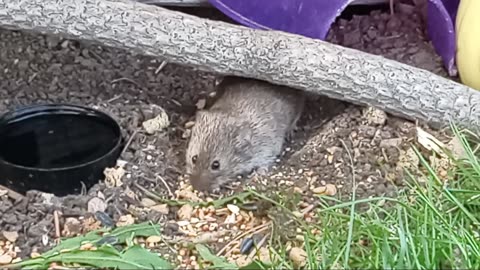 Mr. Man - My Favorite Wild Gerbil