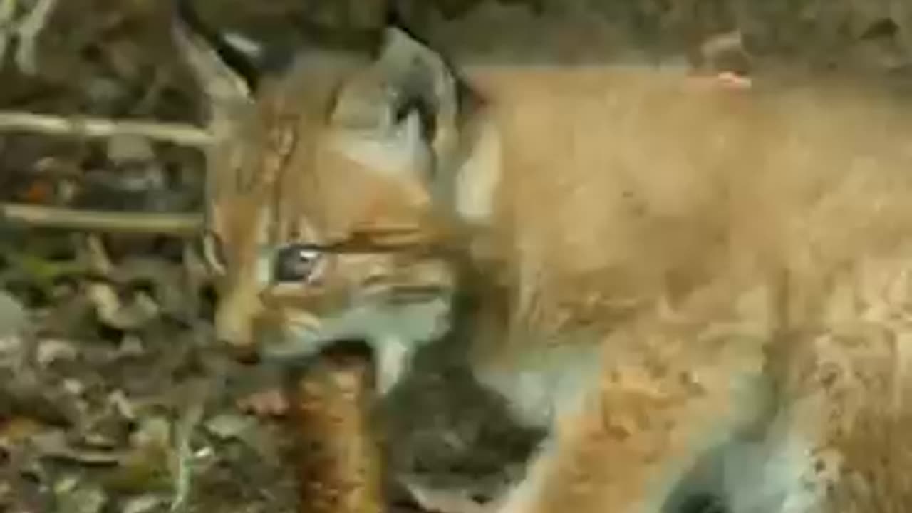 Exploring-The-Elegant-Lynx-At-home-in-th_37.mp4