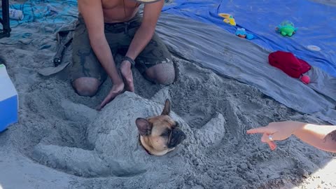 Dog Transforms Into a Sand Turtle