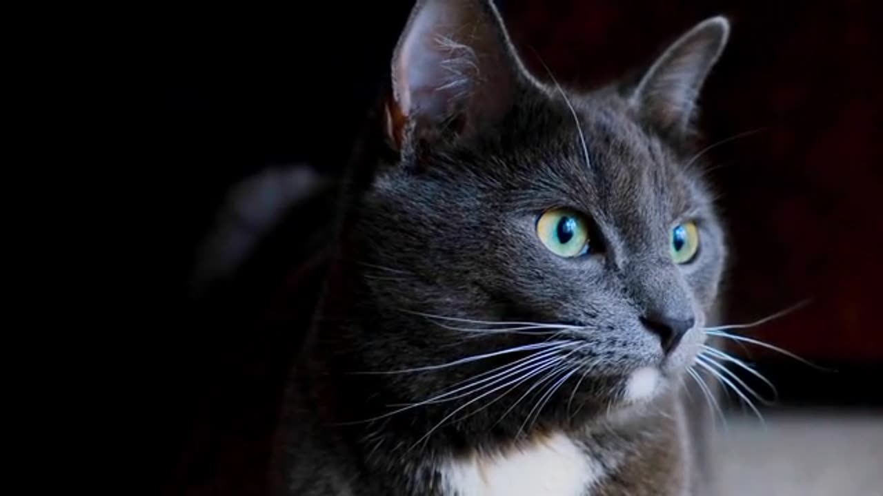 Adorable Cat’s Playful Antics: A Must-Watch Video!