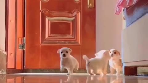 Beautiful Puppies Having Fun #shorts #shortvideo #video #virals #videoviral