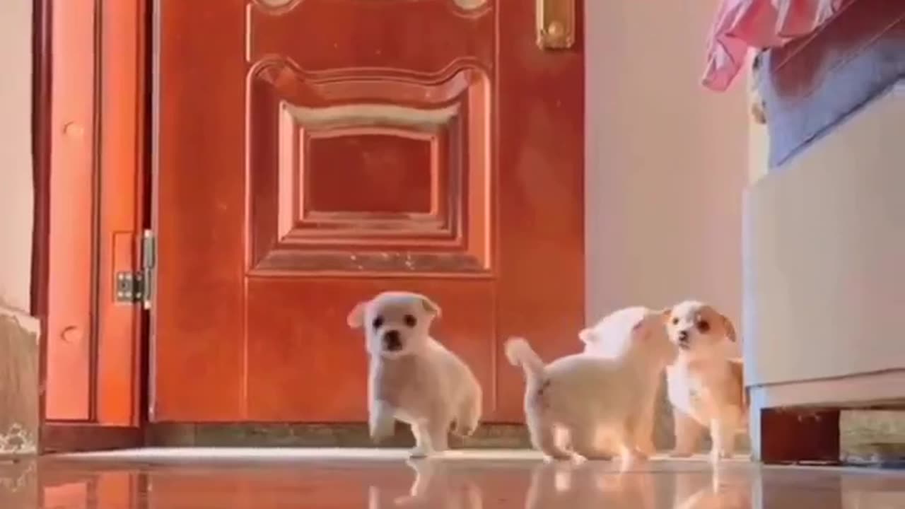 Beautiful Puppies Having Fun #shorts #shortvideo #video #virals #videoviral