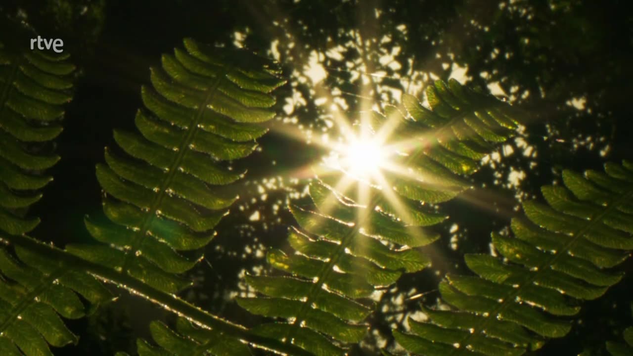 La estrella de Dios. El Sol