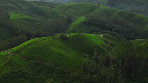 Journey Through Nature's Canvas: Forests and Wildlife