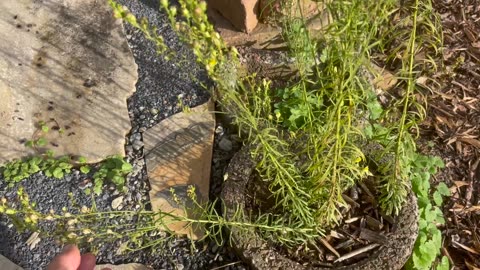 Garden walk around and weed pulling
