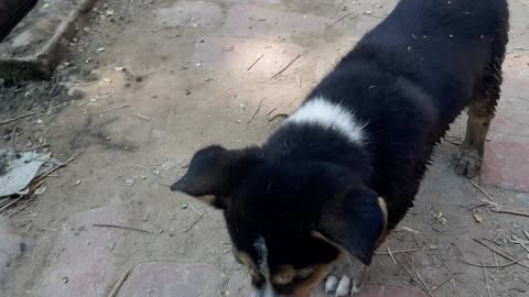 The dog kids runing to road