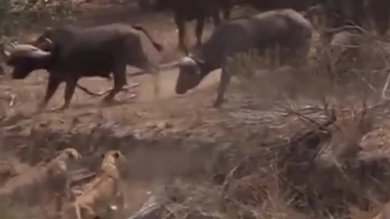 Lions vs bulls fighting for their lives..