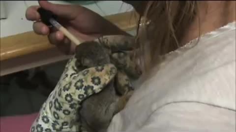 Baby Tree squirrels Rescue