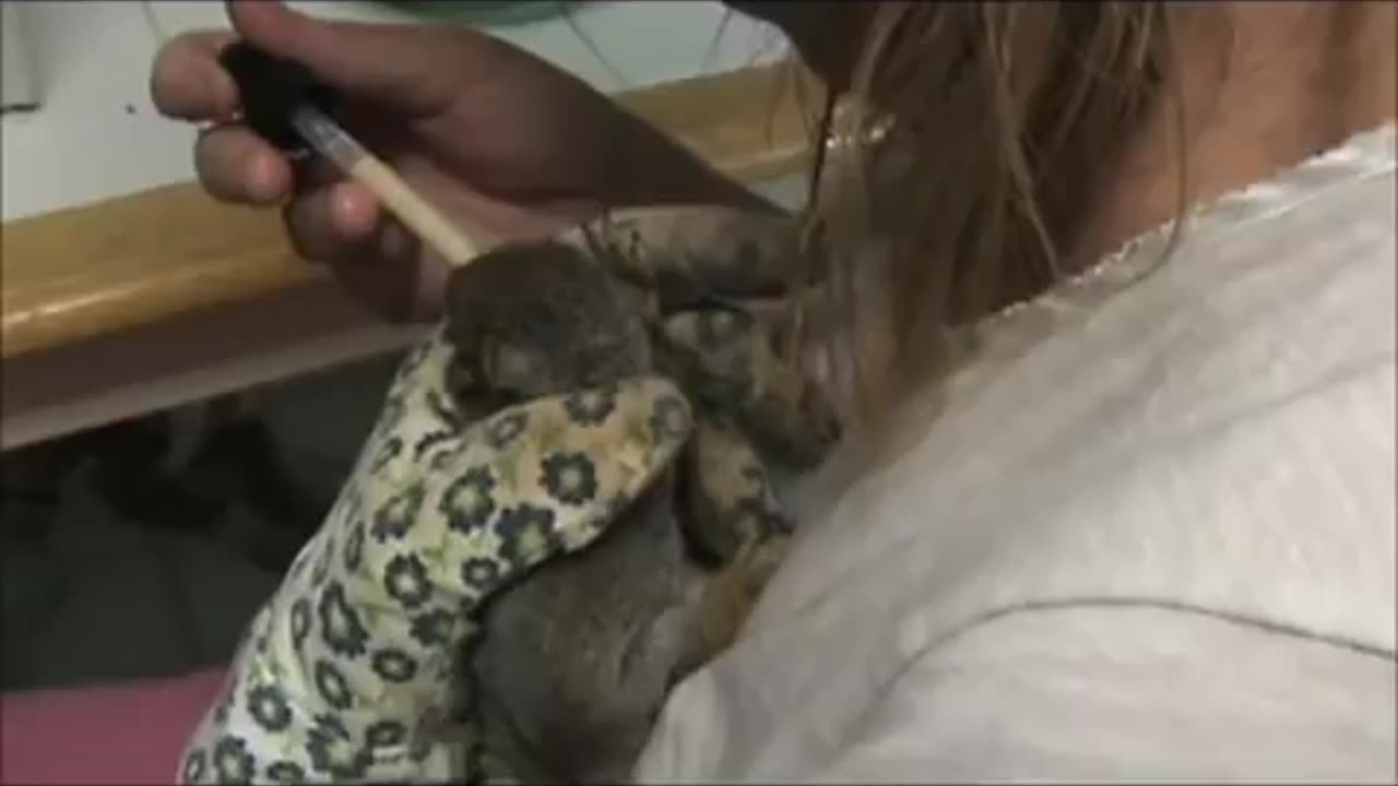 Baby Tree squirrels Rescue