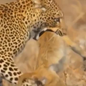 Leopards walk less, catch food,. #shorts