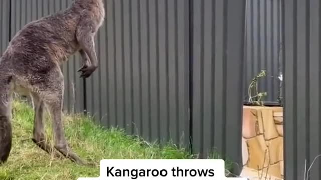 This is a friendly reminder to never pick a fight with a kangaroo.