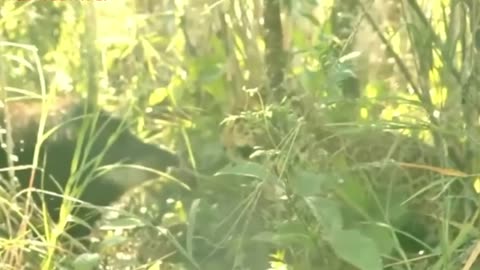 when the wild pig faces the jaguar