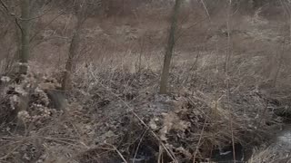 Switchgrass Bedding Area