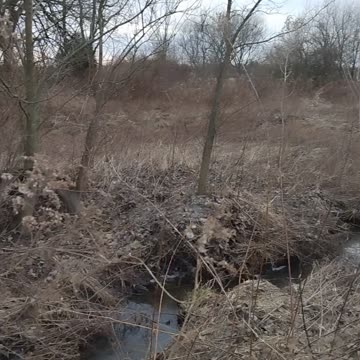 Switchgrass Bedding Area