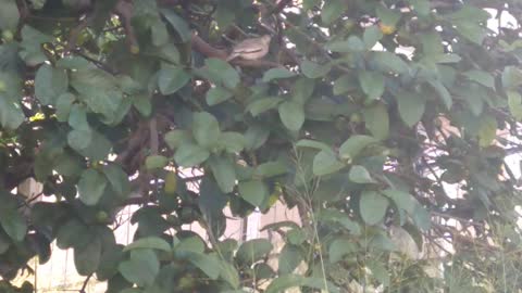 dove on the guava tree