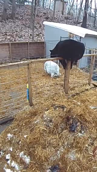 Get out of my pen bear