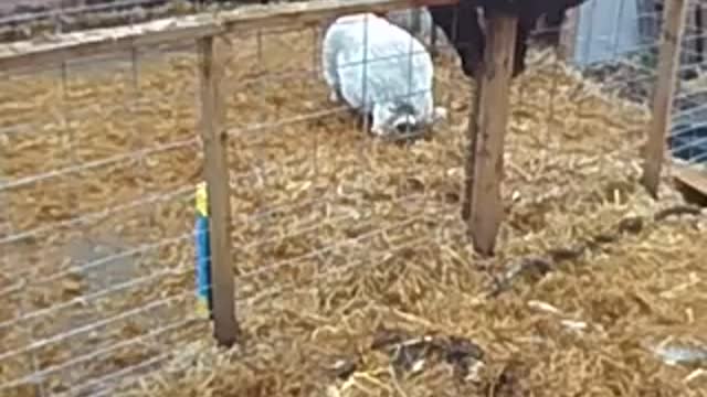 Get out of my pen bear