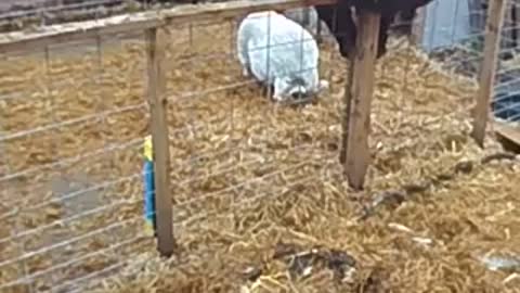 Get out of my pen bear