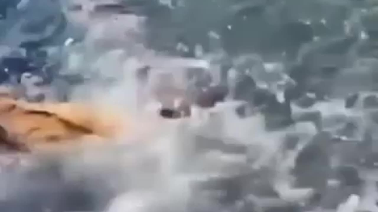 Cat fighting in water