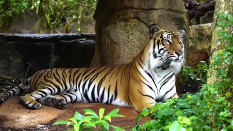 Bengal Tiger resting