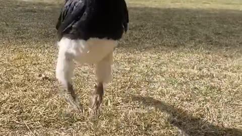 Hopping Bird