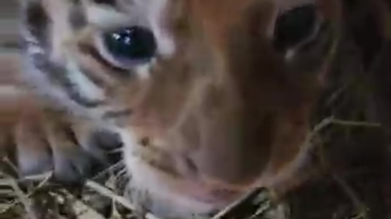 Aggressive 20 Days Old Taby and Tiger Cubs | Nouman Hassan | #tiger #lion