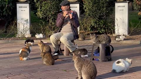 Giving the Cats a Concert