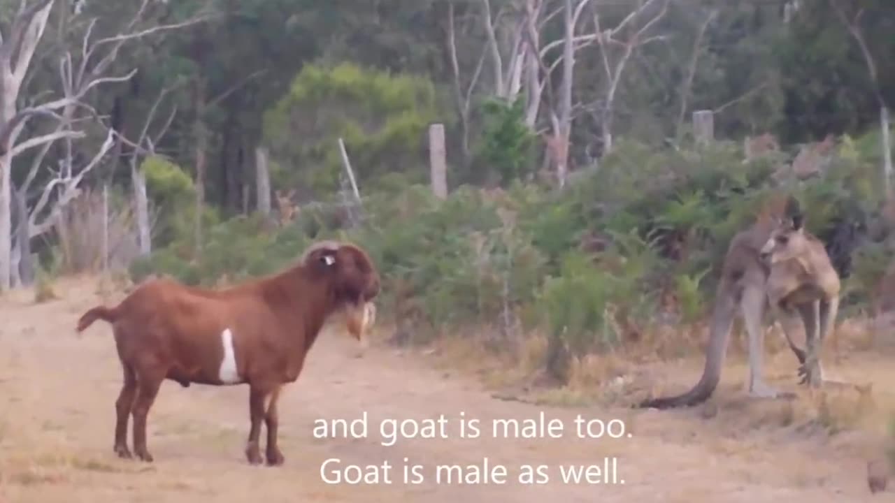 kangaroo vs goat