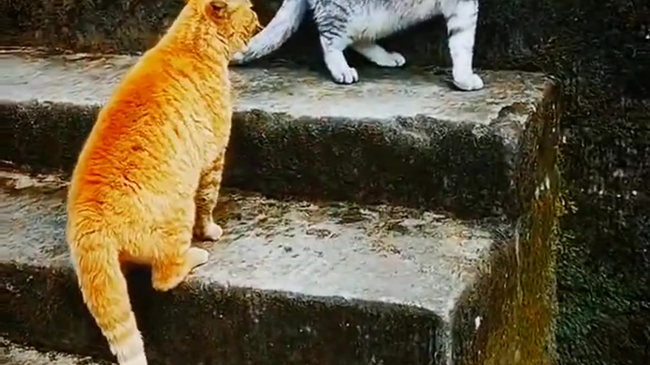 CAT TALKING 😸 - why are you following me..?